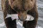 Alaska- Brooks Falls. Grizzley bear holding a salmon in its mouth. Art Print